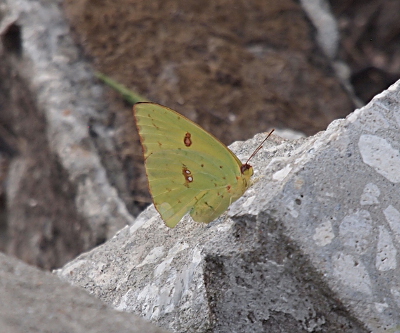 [The butterfly is perched on white/grey concrete so its yellow-green body with brown edges and a few brown spots is clearly visible.]
